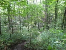 Shortcut to Rock Gap Shelter by buckowens in Section Hikers