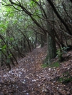 The green tunnel