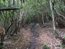 Through the tunnel