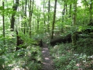 Trail Maintenance by buckowens in Section Hikers