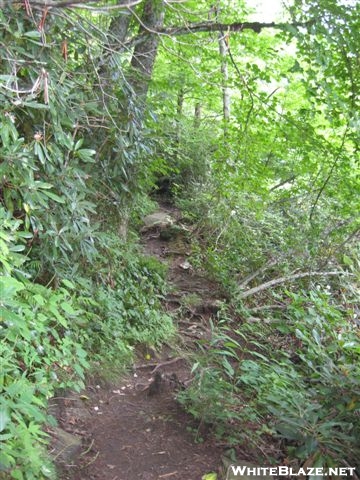 Trail near Albert Mountain