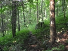 Trail near Rock Gap Shelter