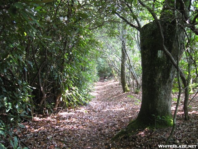 Trail near mooney Gap