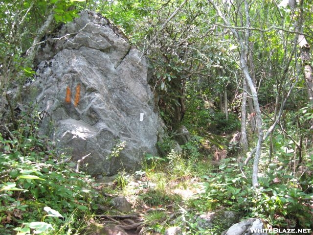 Trail up Albert Mountain