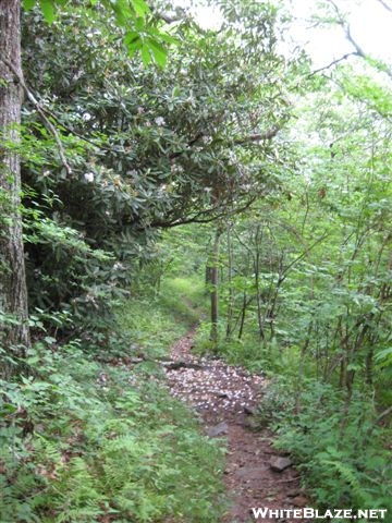 Trail with flowers