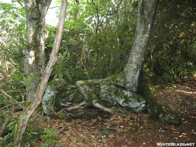 Tree with rock roots