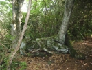 Tree with rock roots