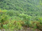 View from the Cliffs above Muskrat Creek 2 by buckowens in Section Hikers