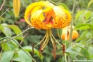 Turk's Cap Lilly by Chris_Asheville in Views in North Carolina & Tennessee