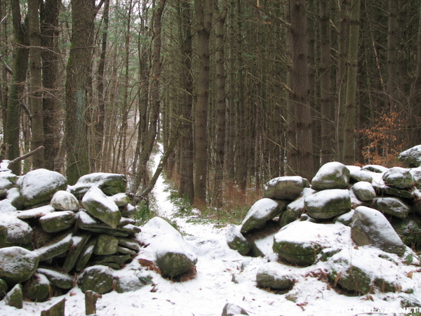 Wood Walk N Of Jug End