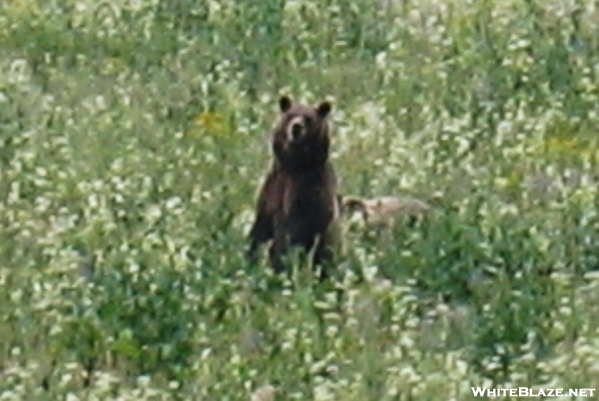 Yellowstone Trip