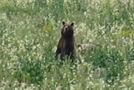 Yellowstone Trip by minish223 in Bears
