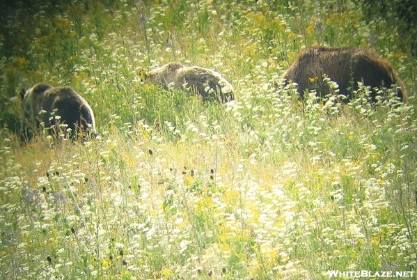 Yellowstone Trip