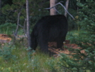 Yellowstone Trip by minish223 in Bears