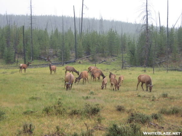 Yellowstone Trip