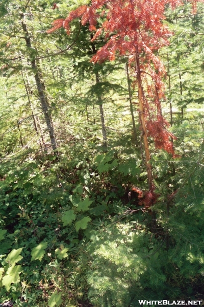 Isle Royale, Michigan