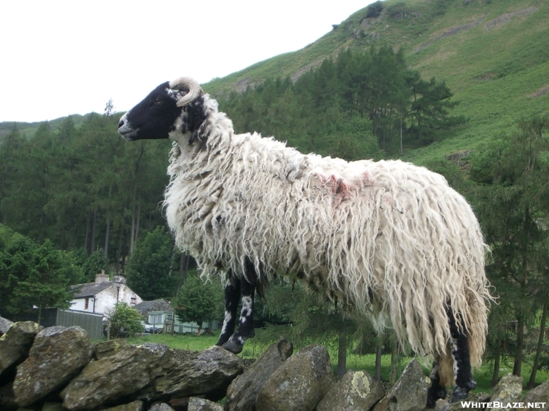 Sheep On Wall Bbaaaaa