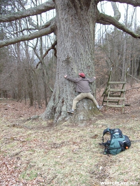 Hikerhead And Keffer Oak