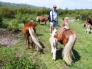 Hikerhead And The Ponies