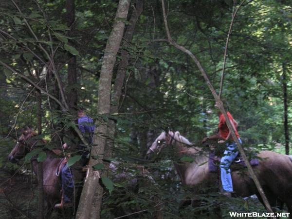 ~Va Creeper Trail~