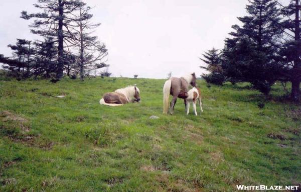 Ponies at Grayson Highlands