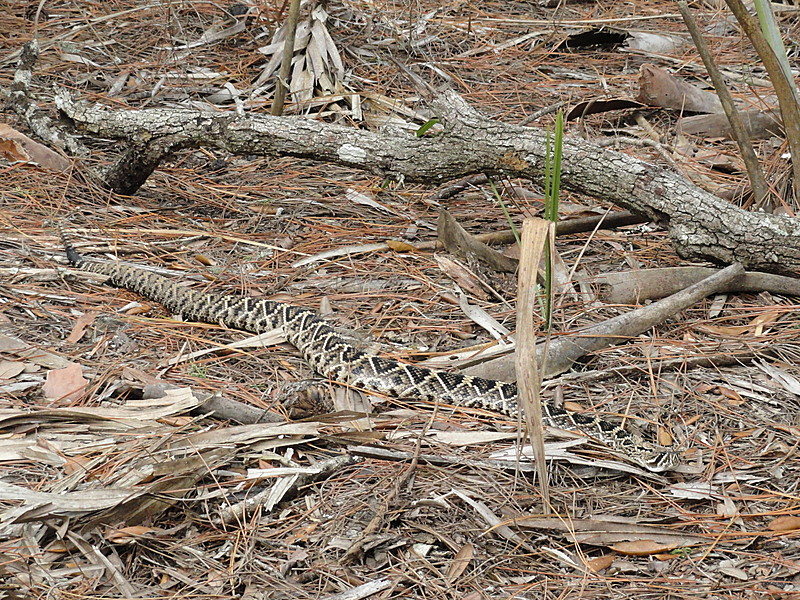 tomoka basin area florida