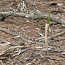 tomoka basin area florida by nitewalker in Other Trails