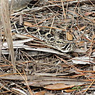 tomoka basin area florida