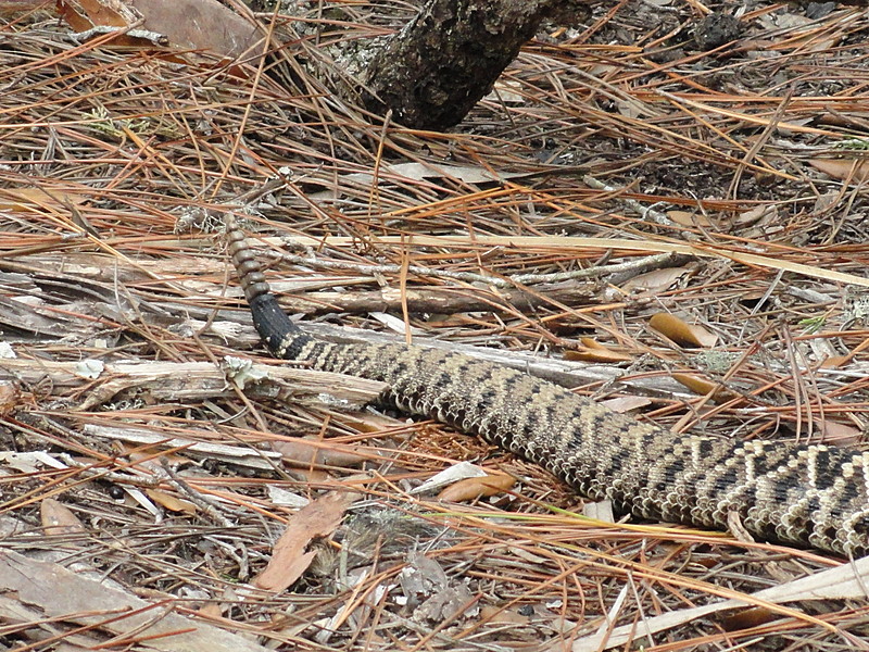 tomoka basin area florida