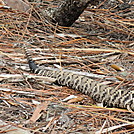 tomoka basin area florida by nitewalker in Other Trails