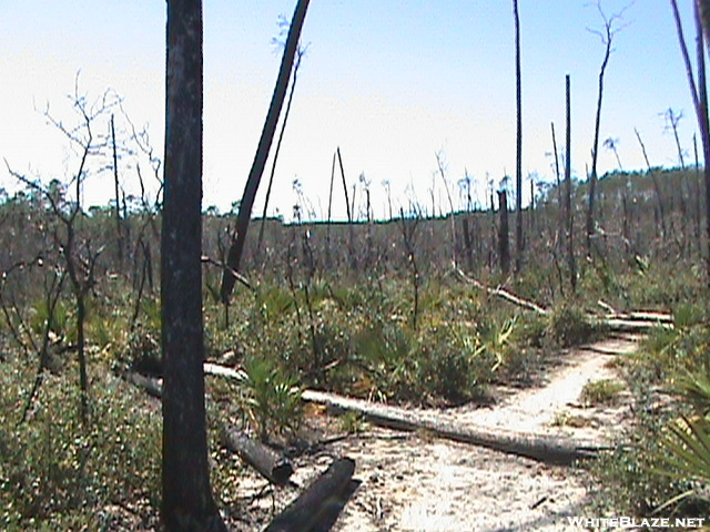 Florida Trail 2008