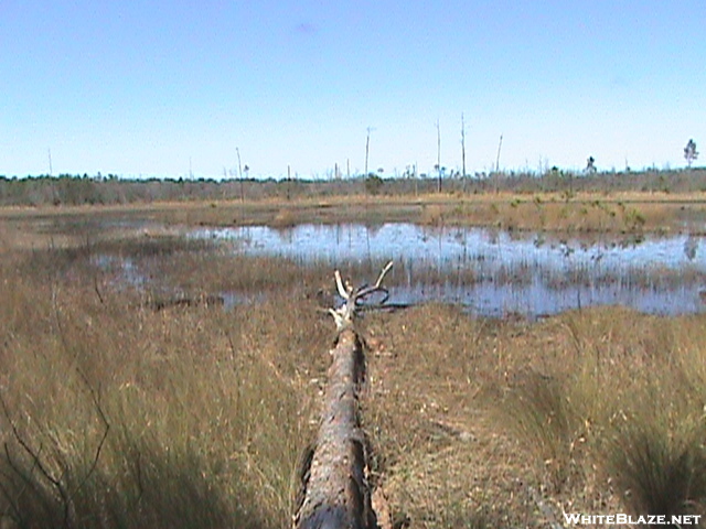 Florida Trail Feb 2008