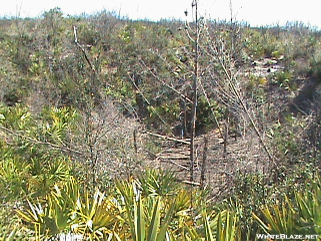 Florida Trail Feb 2008