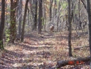 oct/nov 07 shenandoah mtn hike by nitewalker in Views in Virginia & West Virginia