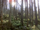 giant moose along Dry River Trail/davis Path 2008 by nitewalker in Other Trails