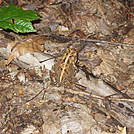 AT / Long Trail section hike by 4eyedbuzzard in Trail & Blazes in Vermont