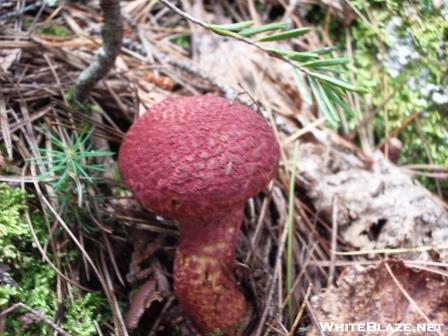 Mushrooms galore after a very rainy week.