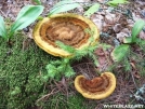 Mushrooms galore after a very rainy week.