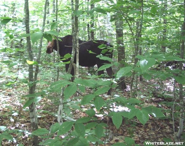 Cow w/ baby -100 mile wilderness