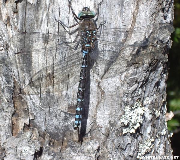 Dragon Fly - Northern Bluet (Enallagma cyathigerum)