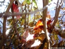 Frog in pond - Lye Brook Wilderness VT
