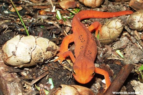 Eastern Newt/Red Spotted Newt  (Notophthalmus viridescens)- red eft stage