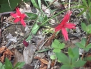 Wild flowers in the Smokeys