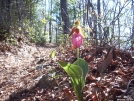 Wild flowers in the Smokeys