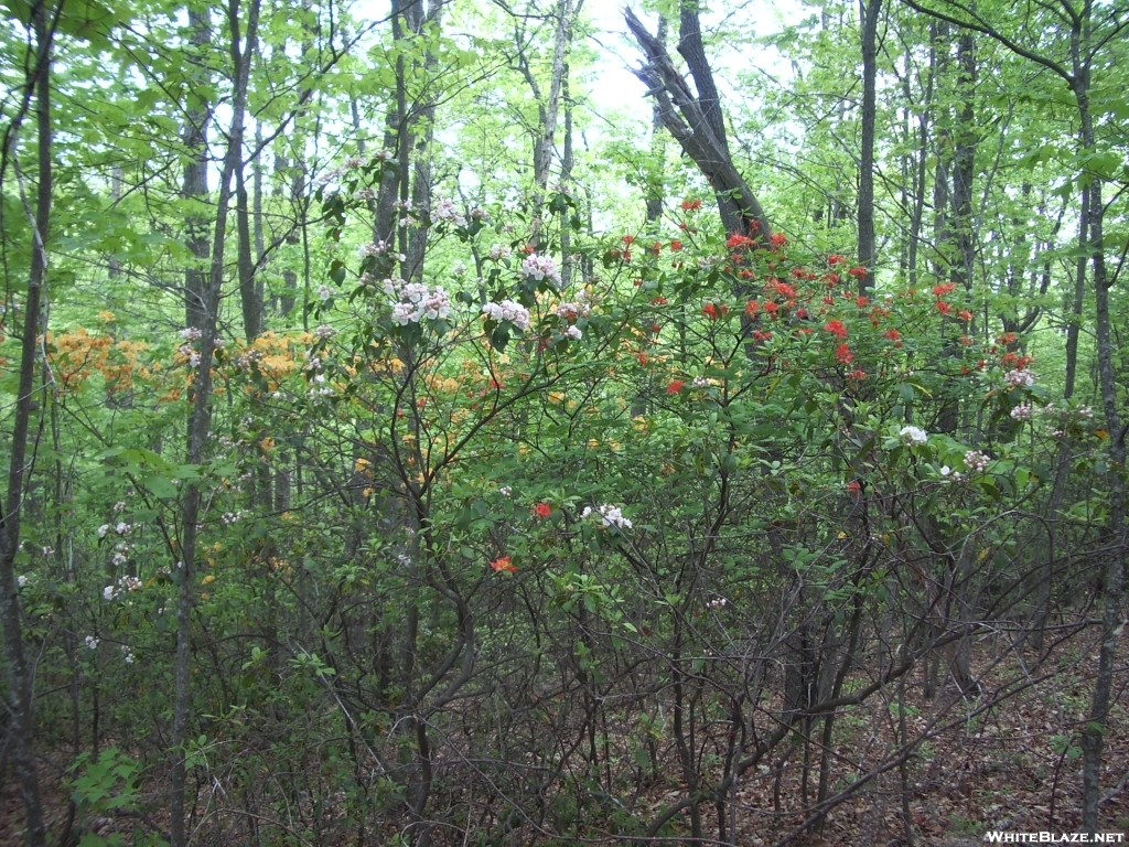 Wild flowers in the Smokeys