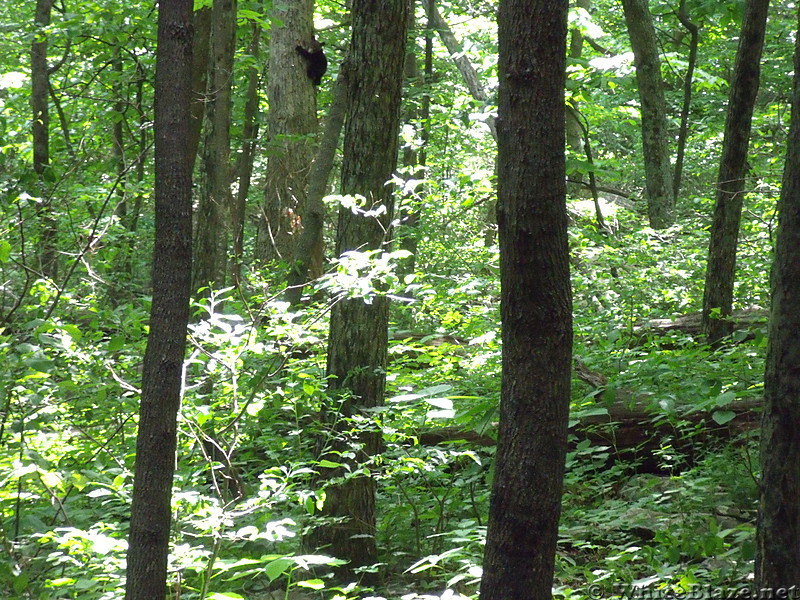 Bear cub in tree