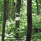 Bear cub in tree