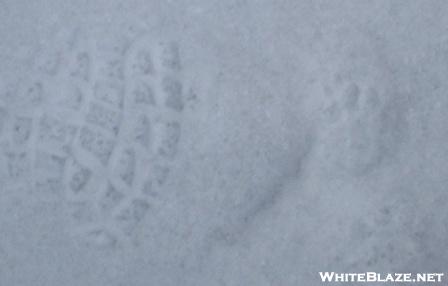 Bobcat (Lynx rufus) track Western MA (my track is one on the left for scale)