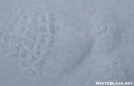 Bobcat (Lynx rufus) track Western MA (my track is one on the left for scale) by quicktoez in Other