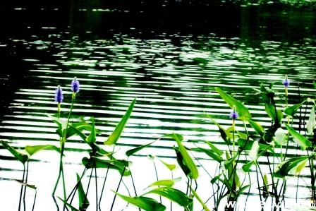 Pickerelweed (Pontederia cordata) CT pond